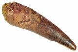 Fossil Spinosaurus Tooth - Real Dinosaur Tooth #346290-1